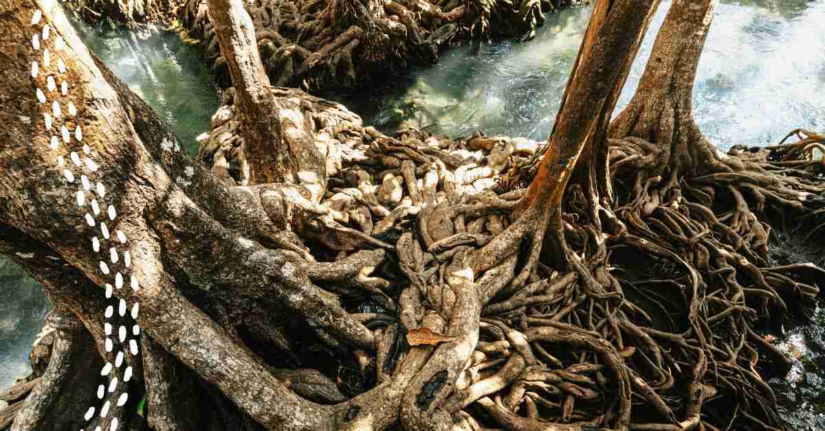Four mature trees with exposed intertwining roots in a marshland area